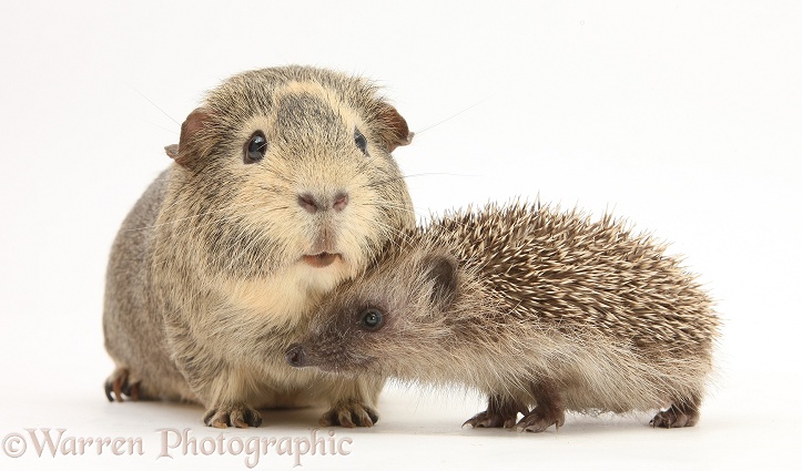 Baby Hedgehog and Guinea pig, white background