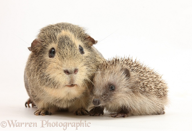 Baby Hedgehog and Guinea pig, white background