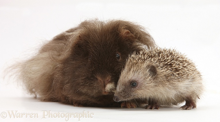 Baby Hedgehog and shaggy Guinea pig, white background