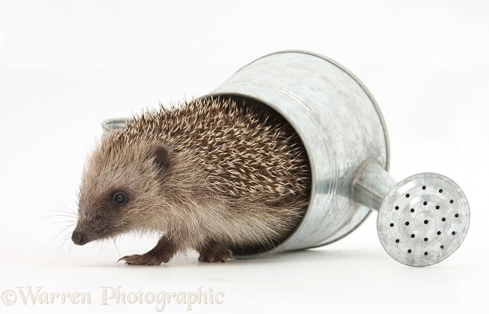 Baby Hedgehog (Erinaceus europaeus) in a little metal watering can, white background