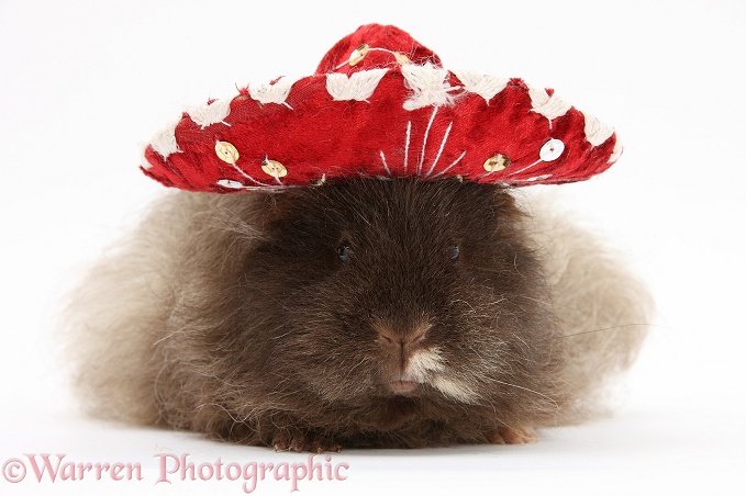 Shaggy Guinea pig wearing a Mexican hat, white background