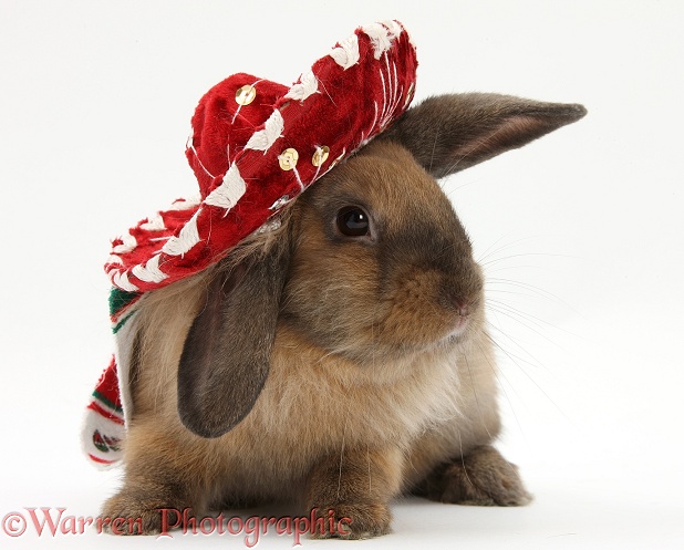 Rabbit wearing a Mexican hat, white background