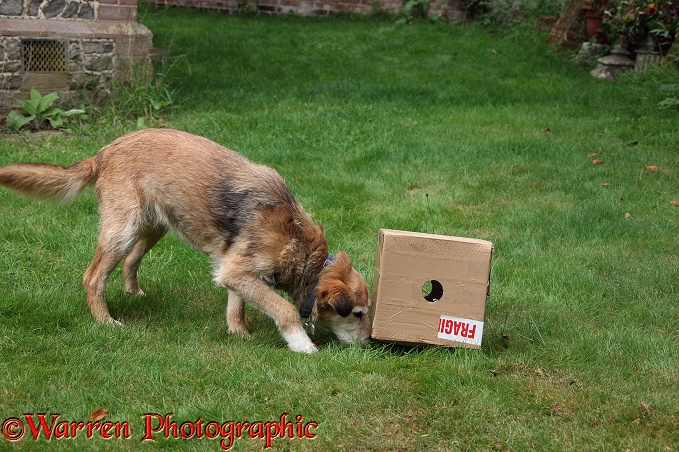 Lakeland Terrier x Border Collie bitch, Bess, trying to get a treat out of a cardboard box with holes in