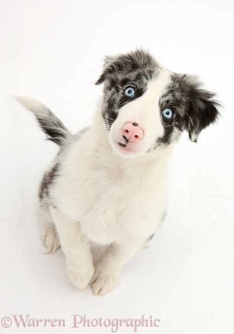 Blue merle Border Collie puppy, Reef, 10 weeks old, looking up, white background