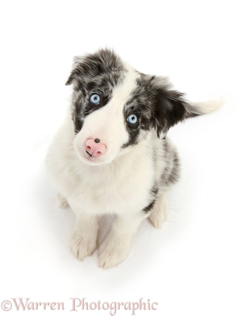 Blue merle Border Collie puppy, Reef, 10 weeks old, looking up, white background