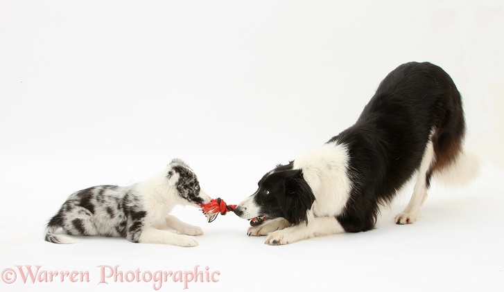 Black-and-white Border Collie, Phoebe, and Blue merle puppy, Reef, 10 weeks old, playing tug with a ragger toy, white background