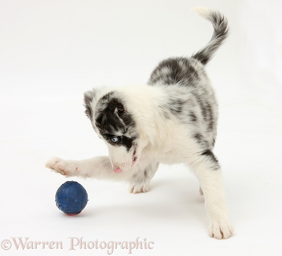 Blue merle Border Collie puppy, Reef, 9 weeks old, playing with a ball, white background