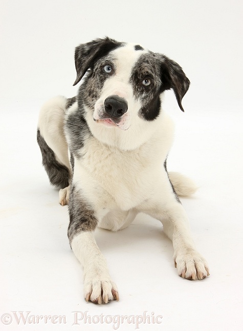 Blue merle Border Collie dog, Logan, lying with head up, white background