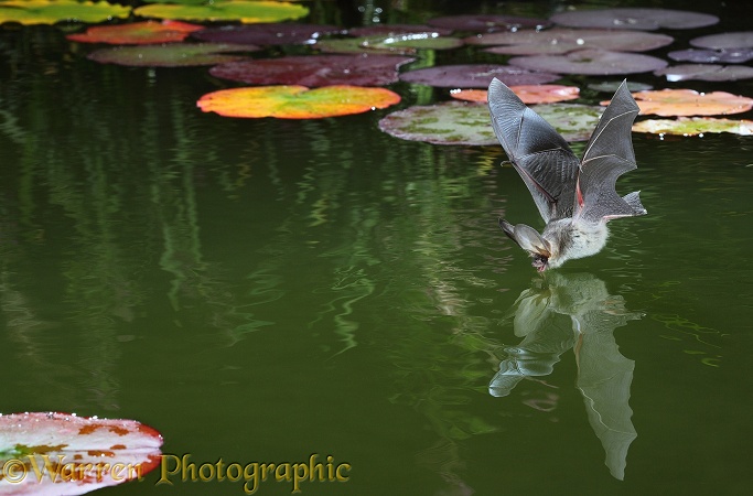 Brown Long-eared Bat (Plecotus auritus) drinking from a lily pond at night
