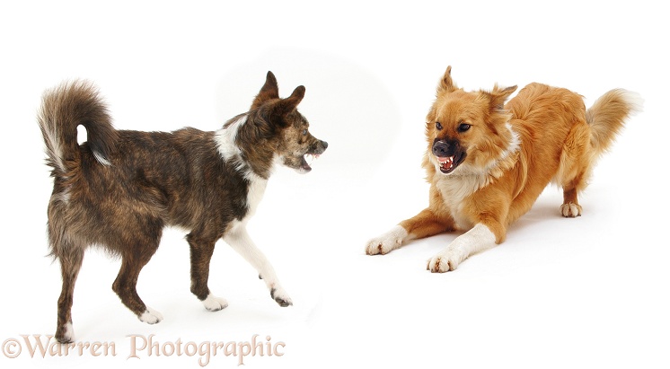 Collie-crosses, Brec and Bliss, exchanging angry snarls. Brec with hackles raised, white background