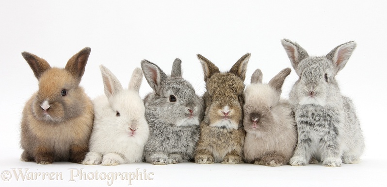 Six baby rabbits, white background