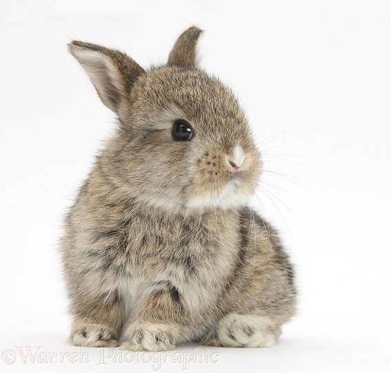 Agouti baby rabbit, white background