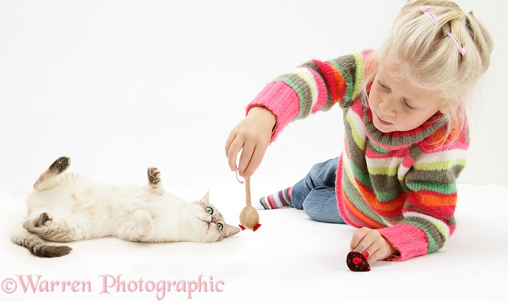 Siena playing with Bengal x Birman cat, Spice, white background