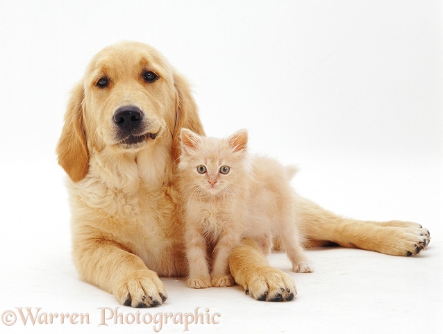 Golden Retriever pup, Jasmine, with cream kitten, white background