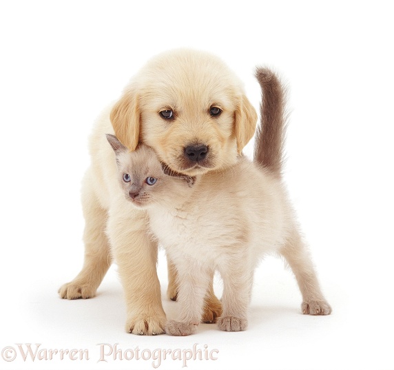 Kitten rubbing against Golden Retriever pup, both 6 weeks old, white background
