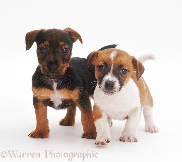 Jack Russell Terrier pups, 6 weeks old, white background
