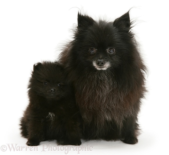 Black Pomeranian mother and pup, white background