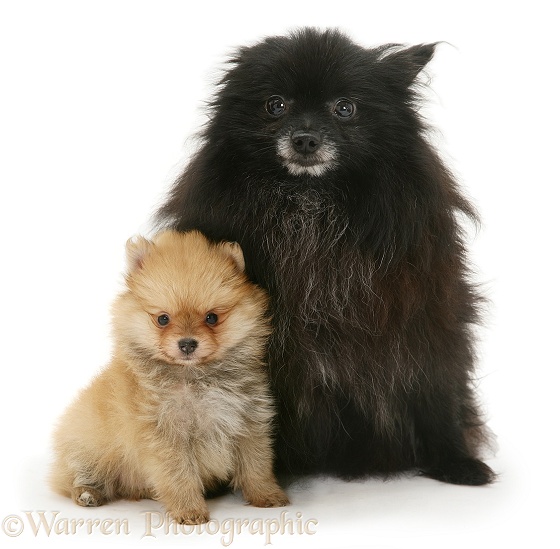 Black Pomeranian mother and gold pup, white background