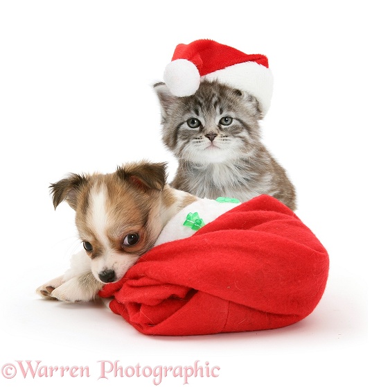 Maine Coon kitten, Goliath, and Chihuahua puppy in Father Christmas hats, white background
