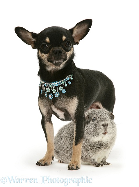 Black-and-tan Chihuahua bitch and silver Guinea pig, white background