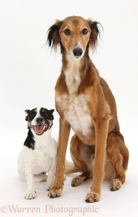 Saluki Lurcher, Charlie, and Jack Russell Terrier bitch, Rubie, white background