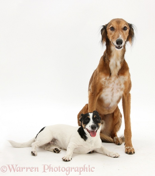 Saluki Lurcher, Charlie, and Jack Russell Terrier bitch, Rubie, white background
