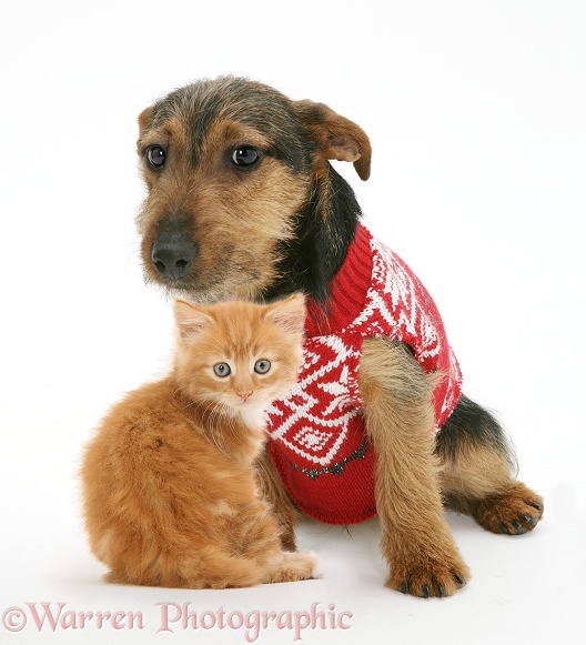 Ginger kitten with black-and-tan Jack Russell Terrier dog, wearing a knitted jersey, white background