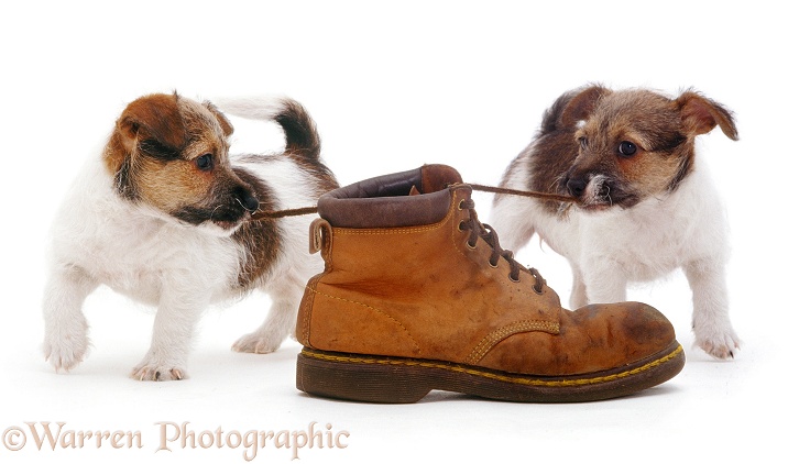 Jack Russell Terrier pups playing with a shoe and pulling the laces, white background