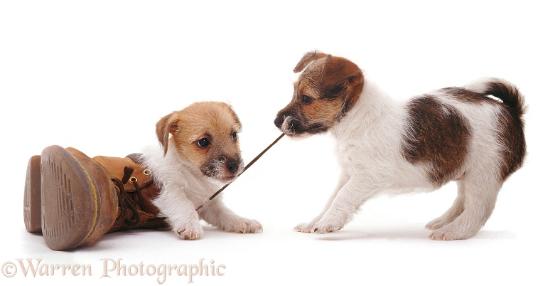 Jack Russell Terrier pups Gina and Geri playing with a shoe and pulling the lace, white background