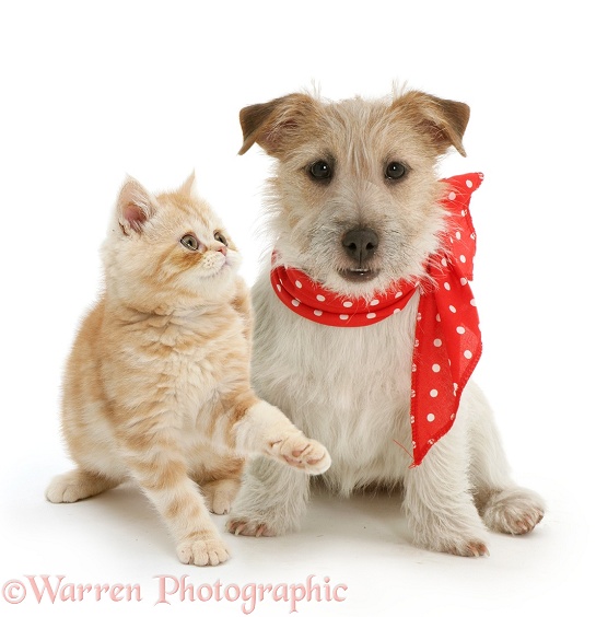 Ginger kitten with Jack Russell Terrier, Daisy, in a red neckerchief, white background