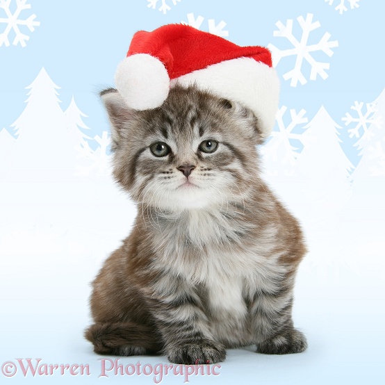 Maine Coon kitten, Goliath, wearing a Father Christmas hat, white background