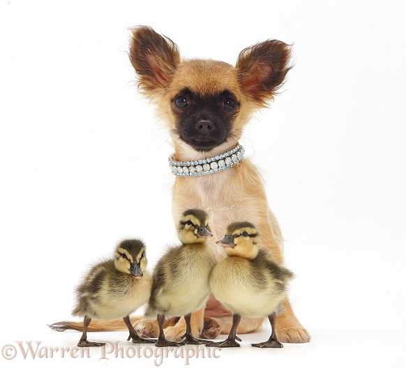 Long-coated Chihuahua bitch and three Mallard ducklings, white background