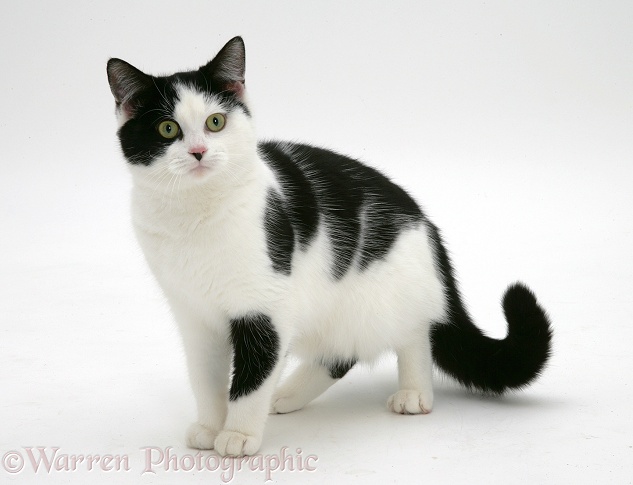 Black-and-white cat, white background