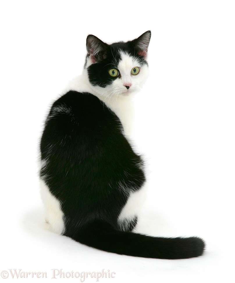 Black-and-white cat looking over its shoulder, white background