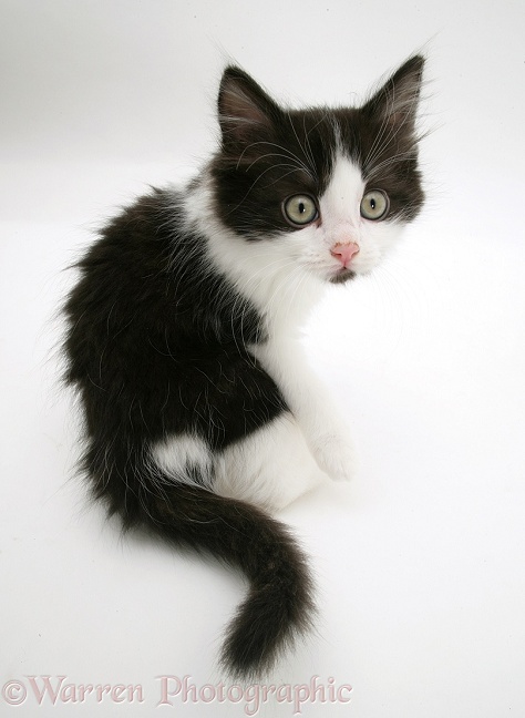 Black-and-white kitten looking back over its shoulder, white background