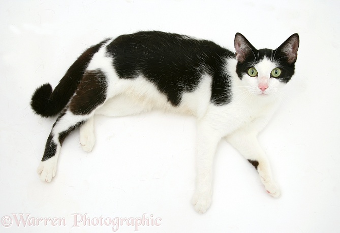 Black-and-white cat lying down, looking up, white background