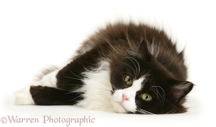 Black-and-white Persian-cross cat, Flora, 6 years old, grown rather stout, white background