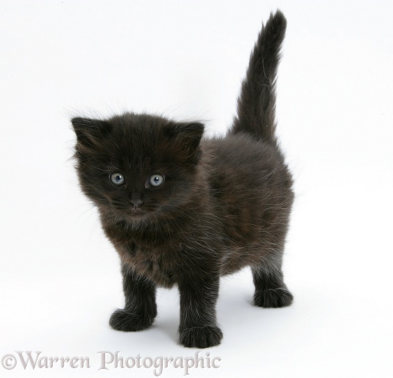 Black kitten, 7 weeks old, standing, white background
