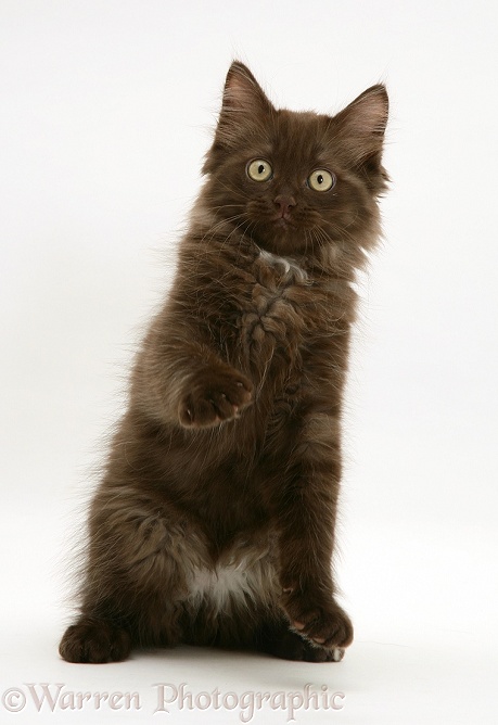 Chocolate Persian-cross kitten with raised paw, white background