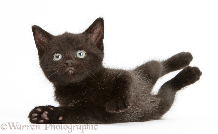 Black kitten, 7 weeks old, white background