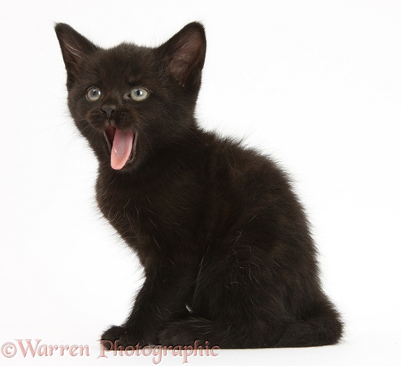 Black kitten, 7 weeks old, yawning, white background