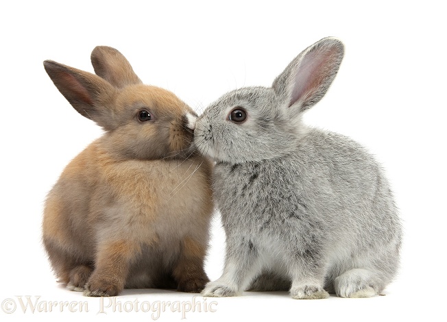 Baby rabbits kissing, white background