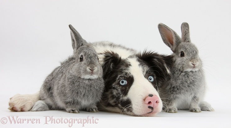 Blue merle Border Collie puppy, Reef, and two silver baby rabbits, white background