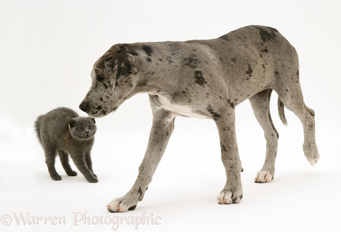 Great Dane pup, Maysie, and frightened grey kitten, white background