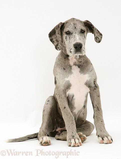 Great Dane pup, Maysie, white background