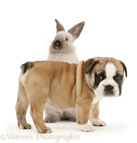 Bulldog pup and colourpoint rabbit, white background