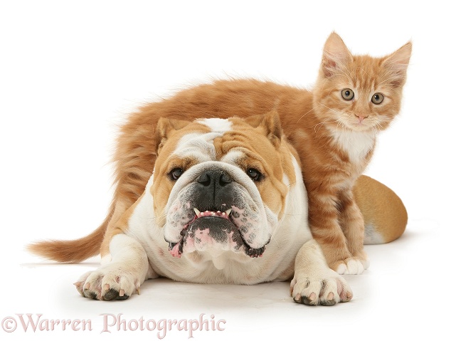 Bulldog and ginger kitten, Butch, 3 months old, white background