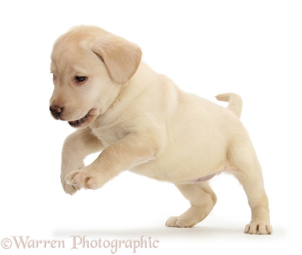 Playful Yellow Labrador pup, 7 weeks old, white background