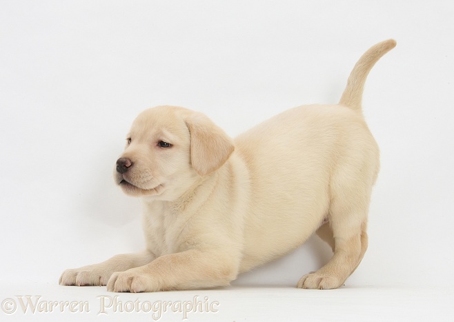 Yellow Labrador pup, 7 weeks old, in play-bow, white background