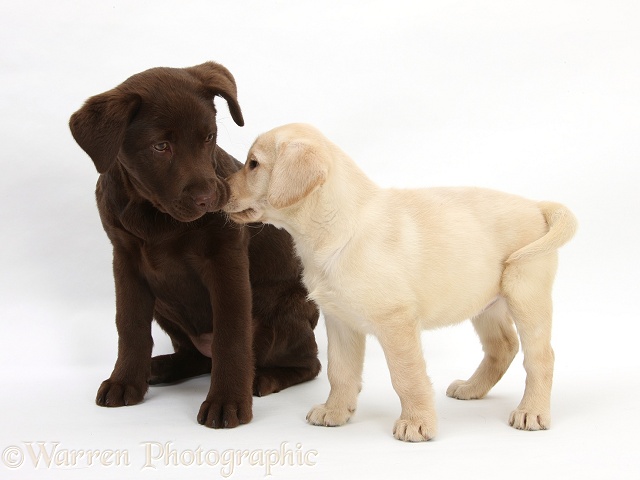 Yellow and Chocolate Labrador Retriever pups, white background